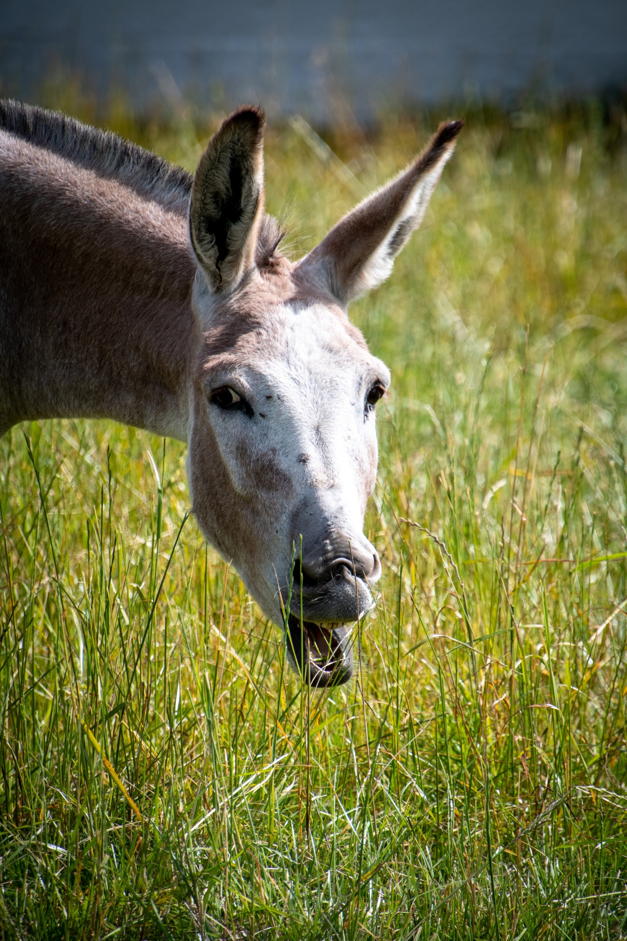 Donkey Head, Farm Animal