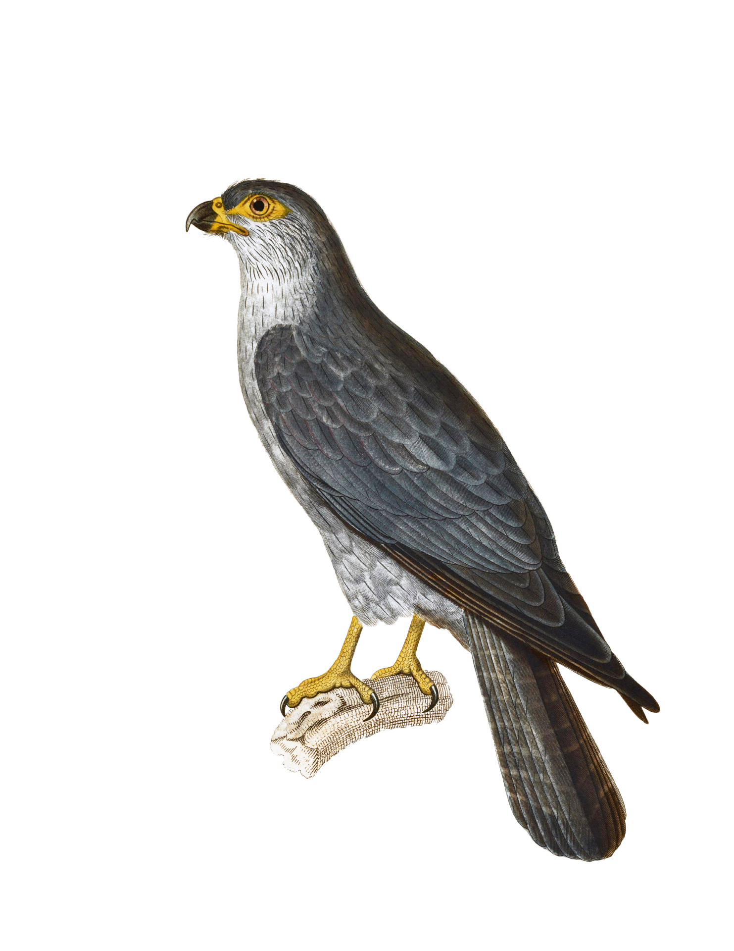 Falcon Vintage Bird Art