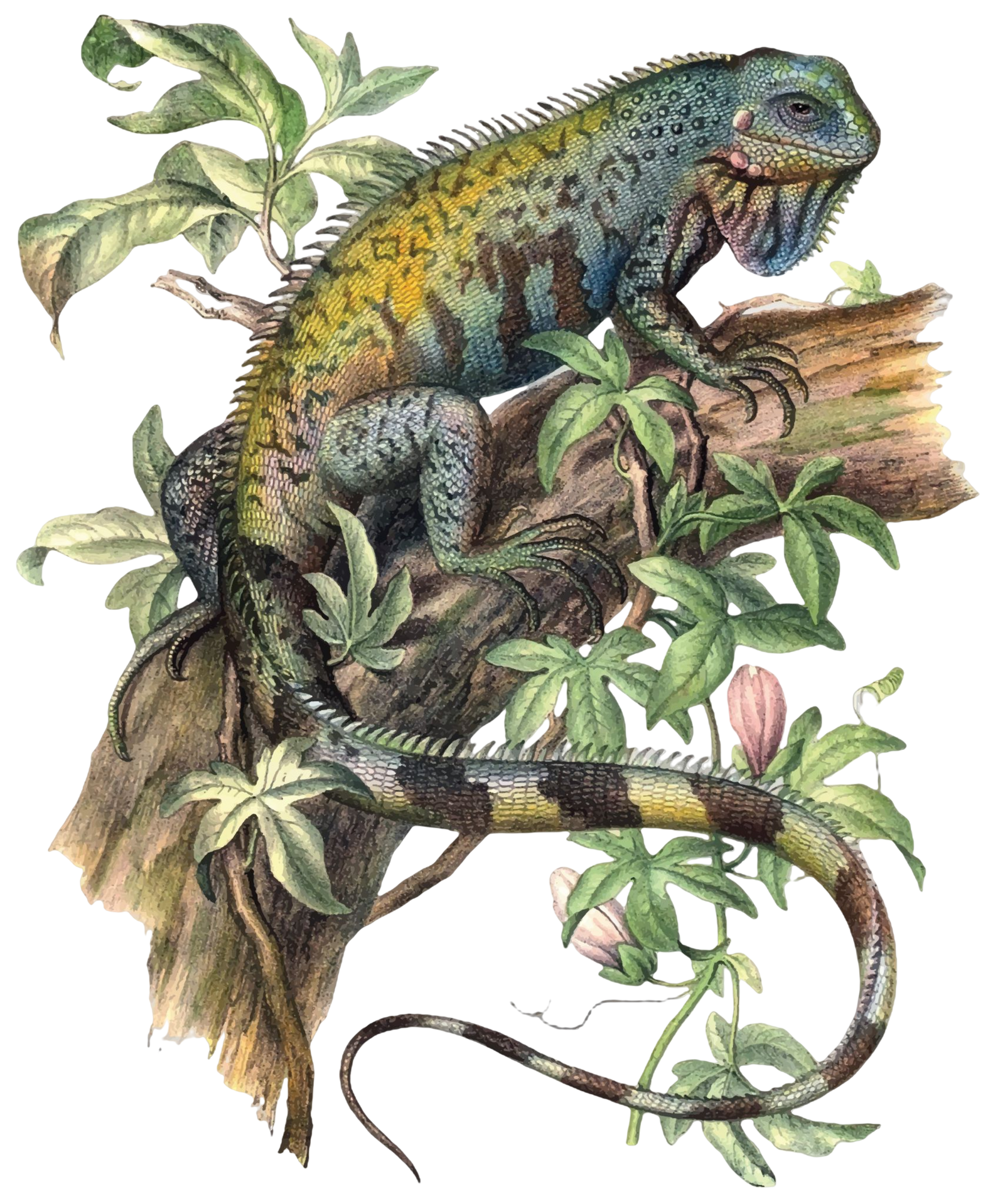 Antique animal illustration of a green iguana Hypsilophus Tuberculatus PNG