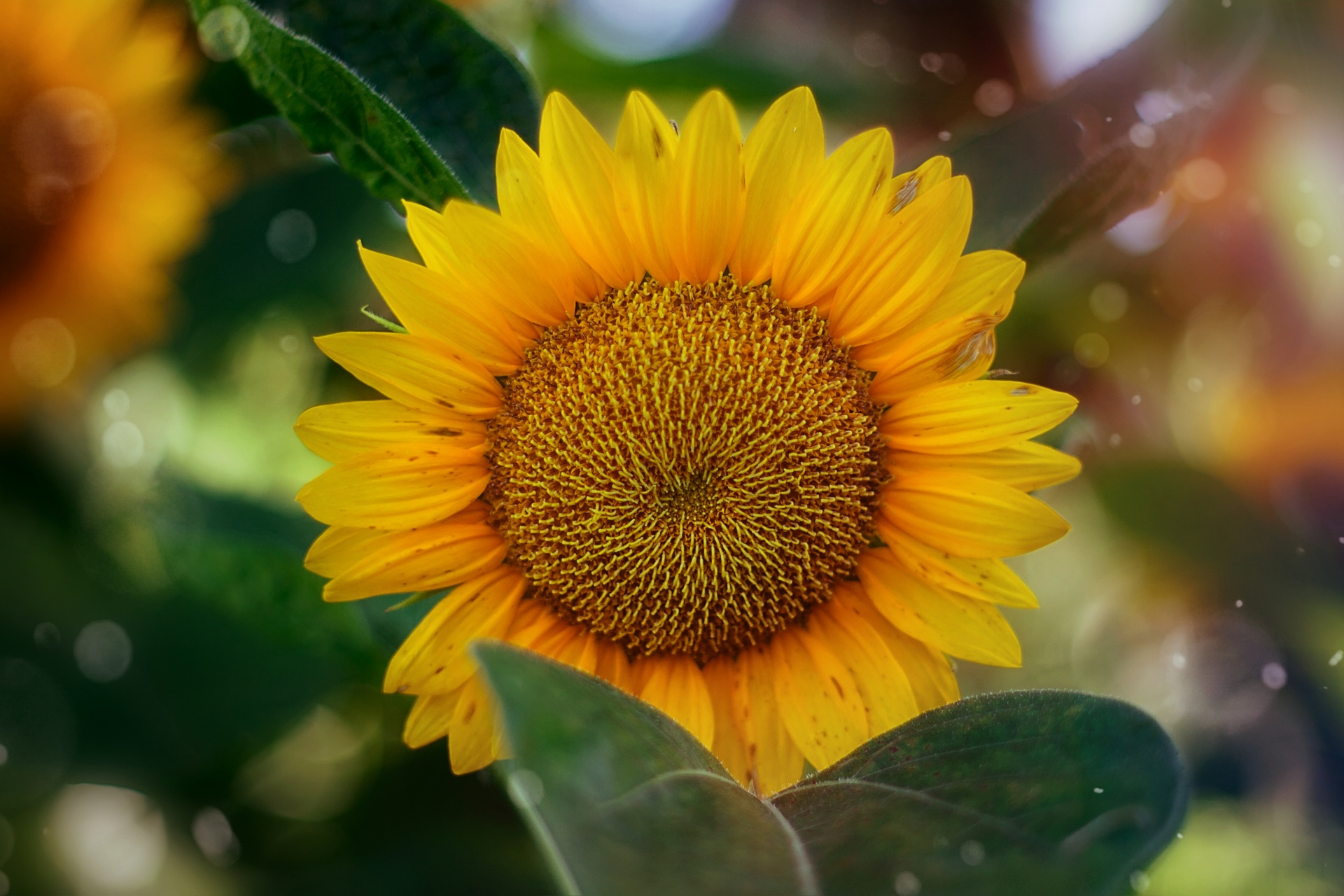 Autumn Sunflower Flower Blossom