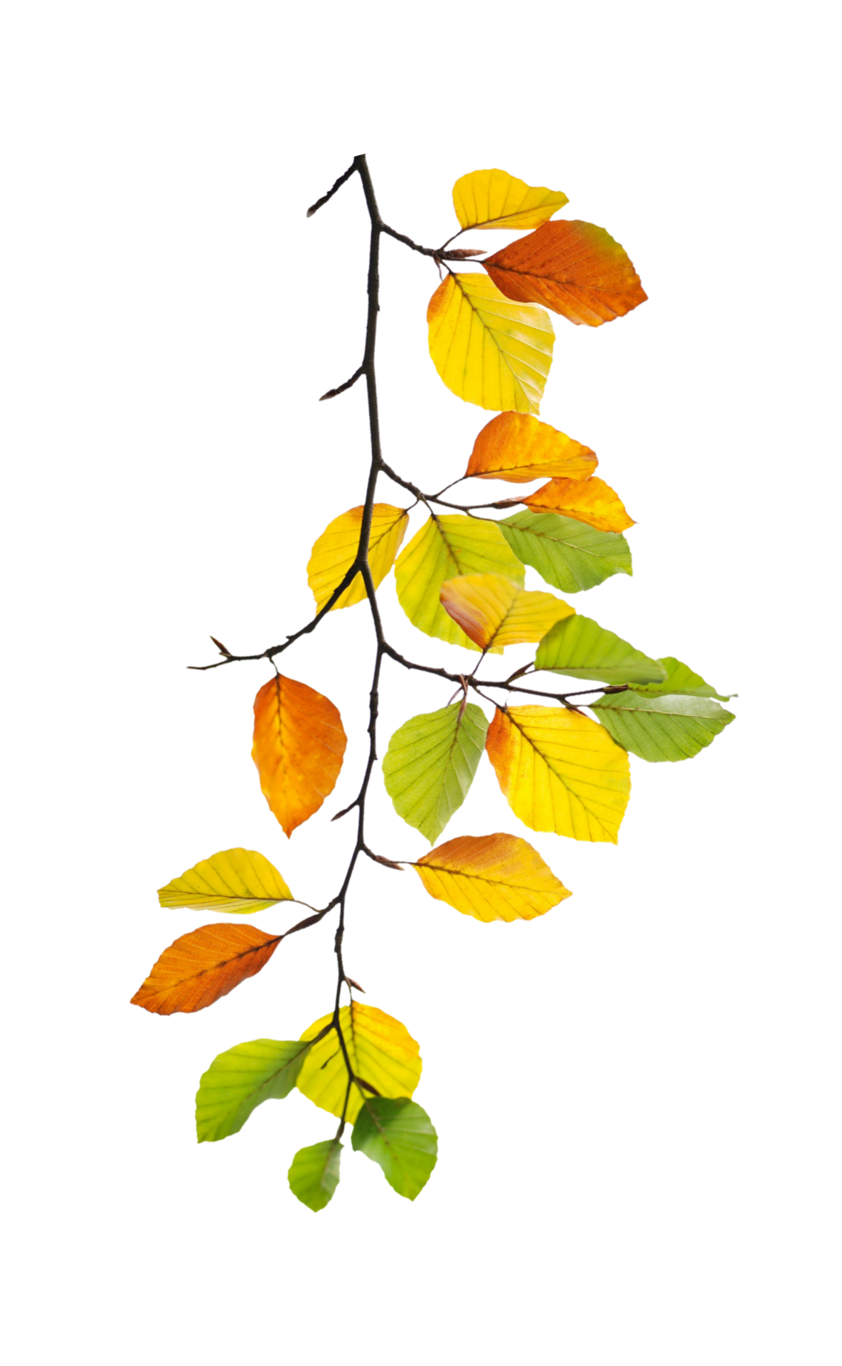 Fall Foliage Branch Leaves Clipart