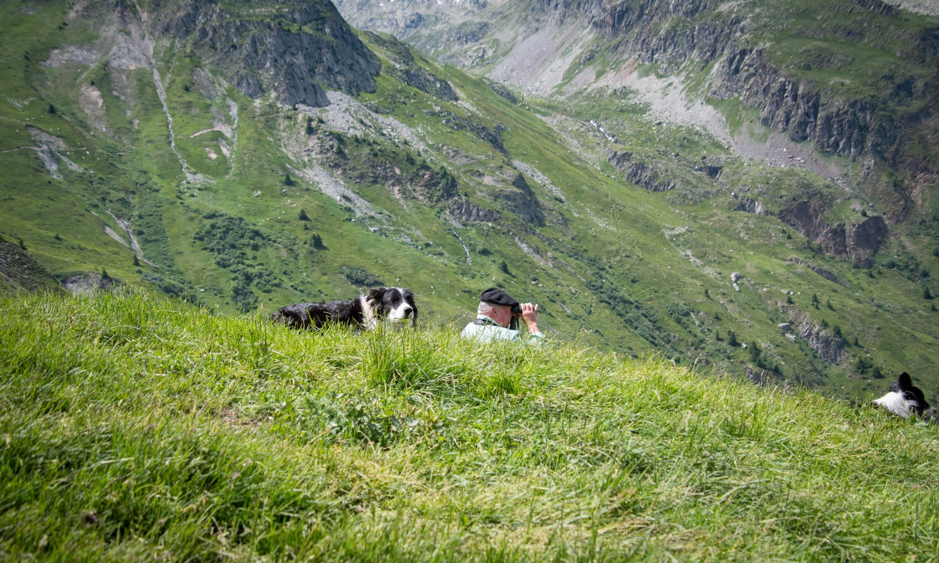 Shepherd, Dog, Border Collie