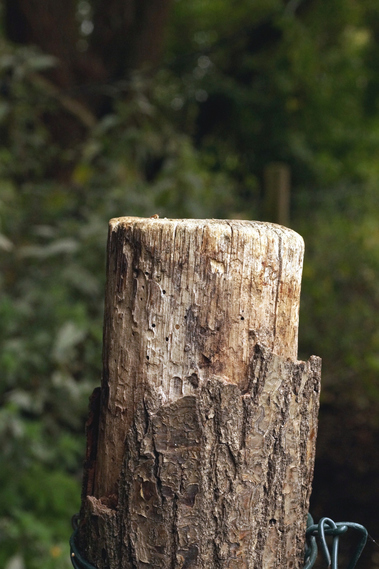 Wood post stake fence post wooden post bark trunk
