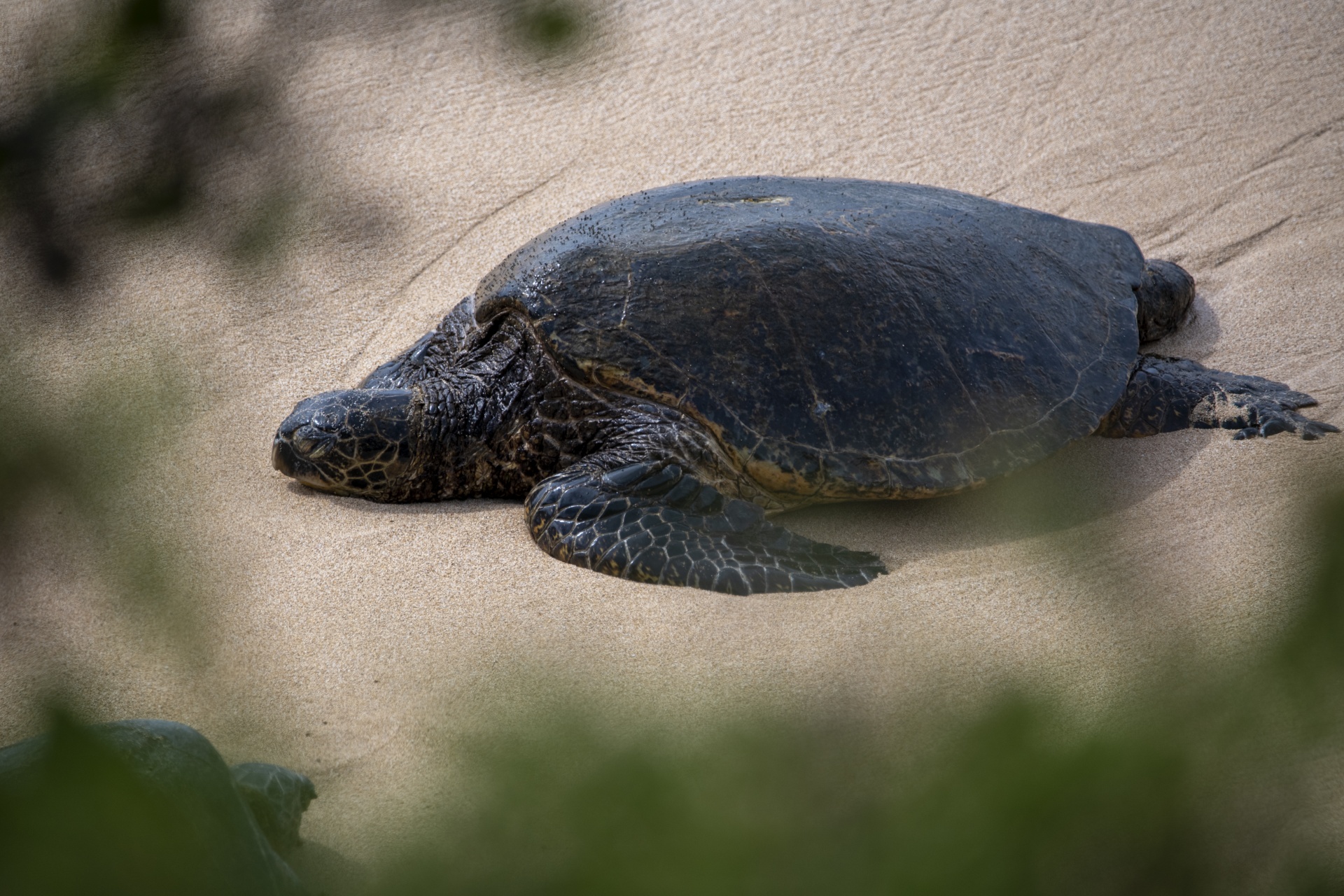 green sea turtles sleep on the beach shore in Maui Hawaii