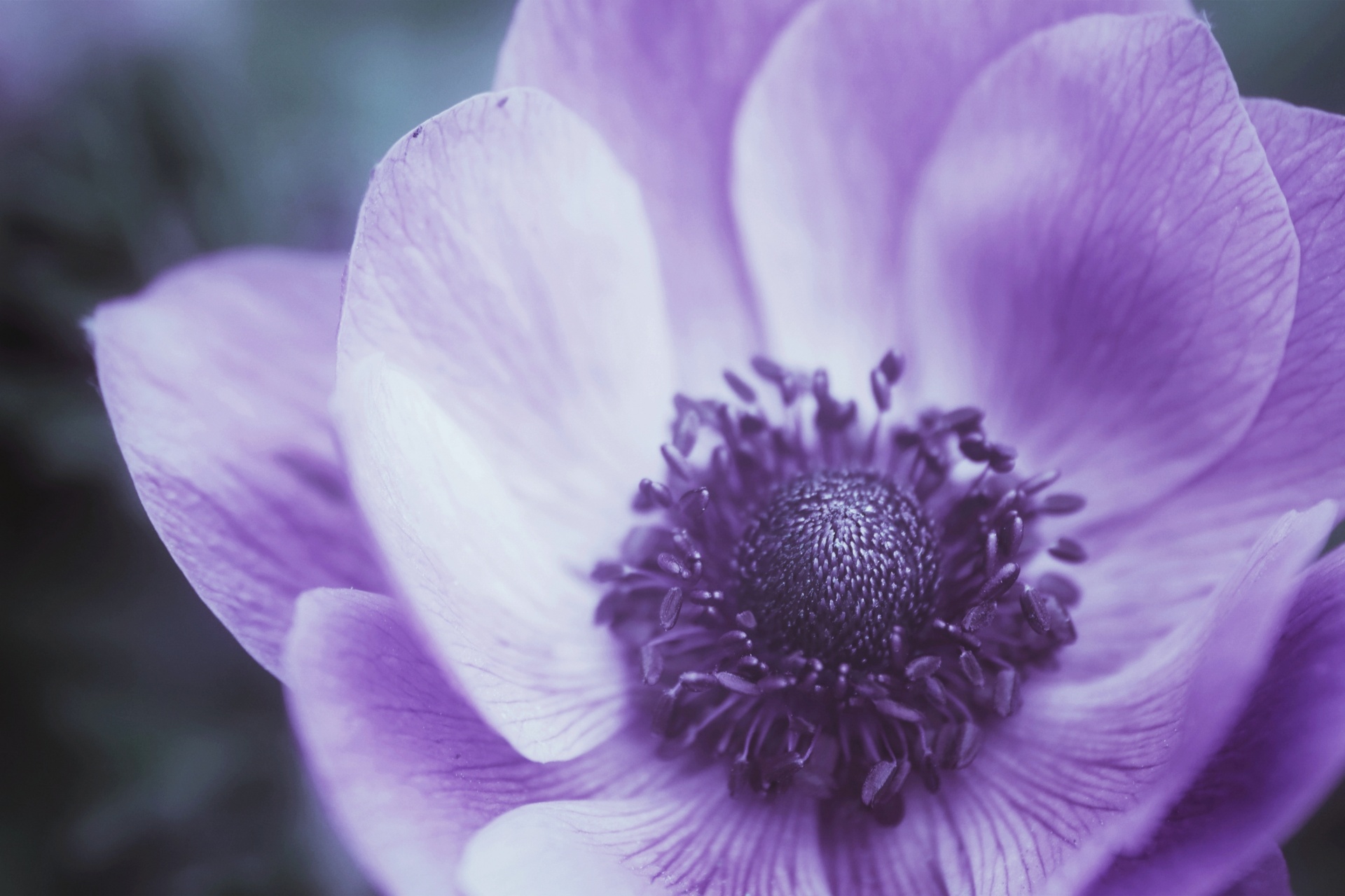 Purple Blossom Flower Macro Free Stock Photo - Public Domain Pictures