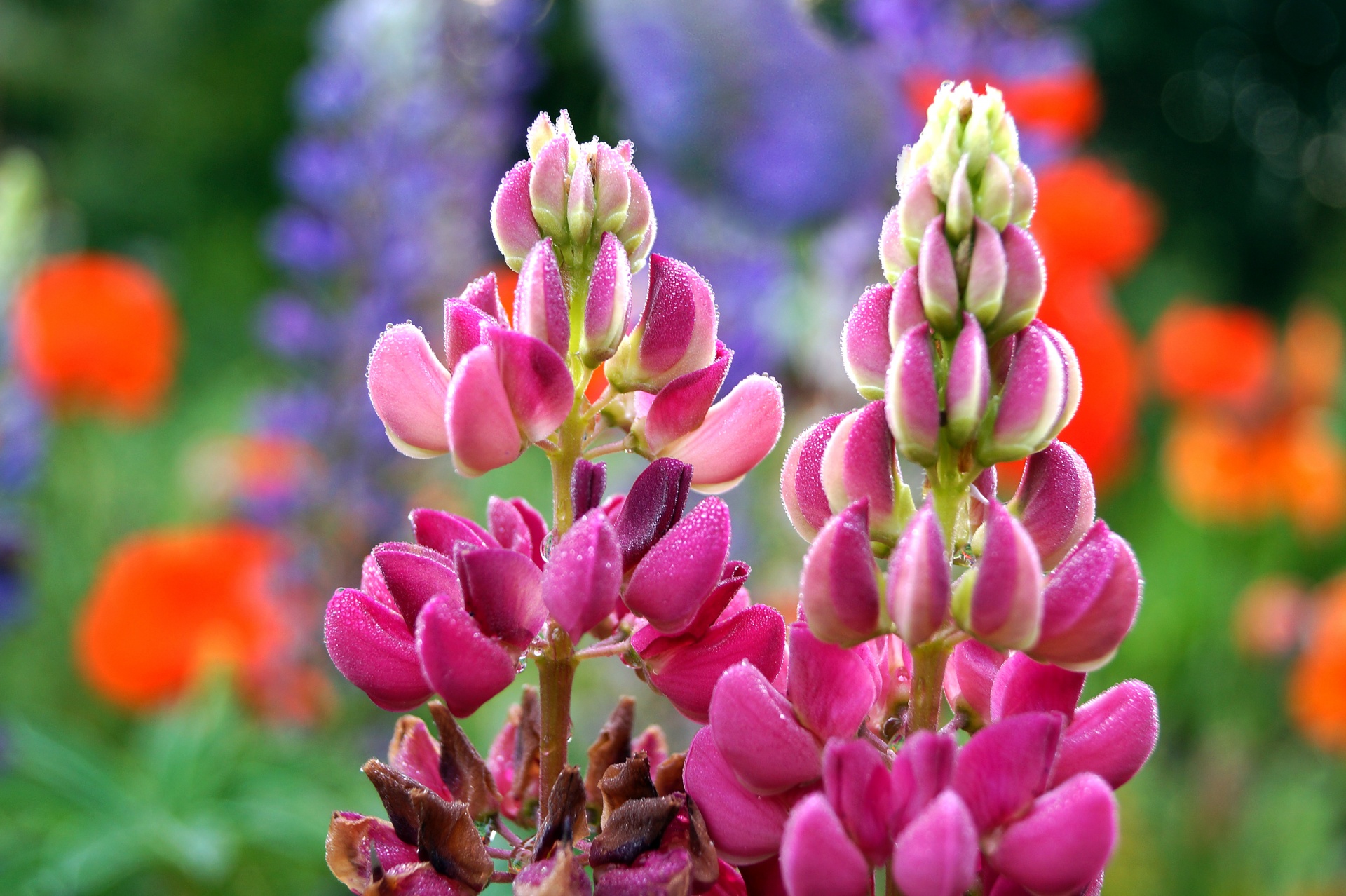 Lupine Flower Blossom Colorful