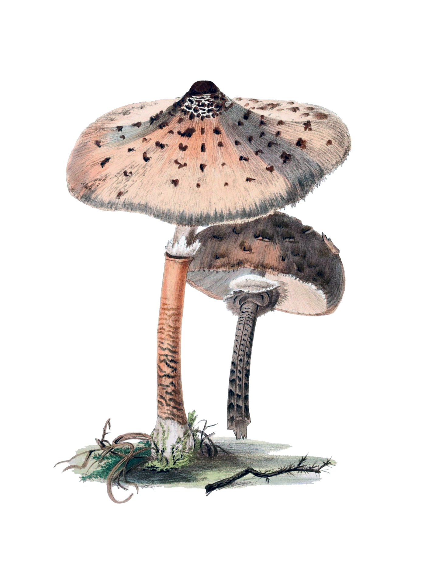 Mushrooms Vintage Art Poster