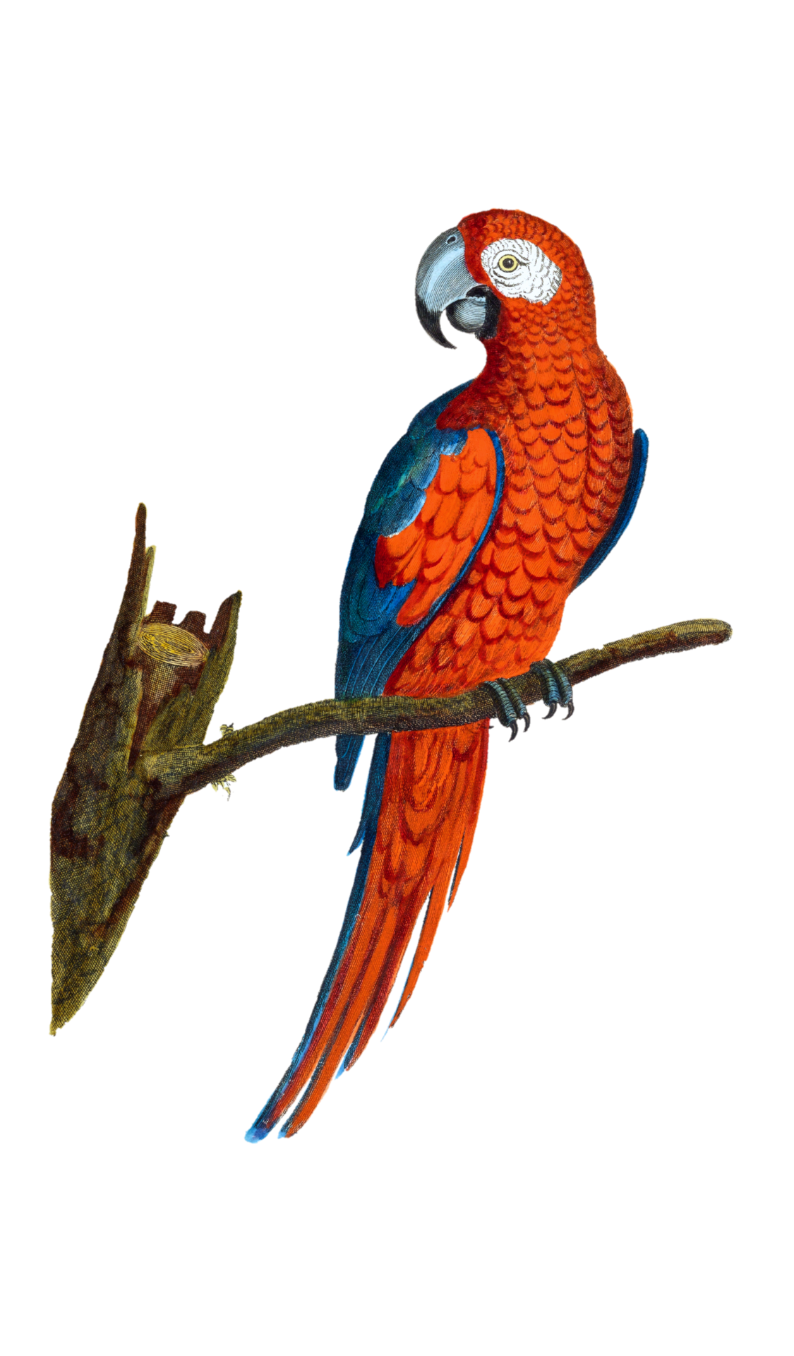 Parrot Scarlet Macaw Clipart