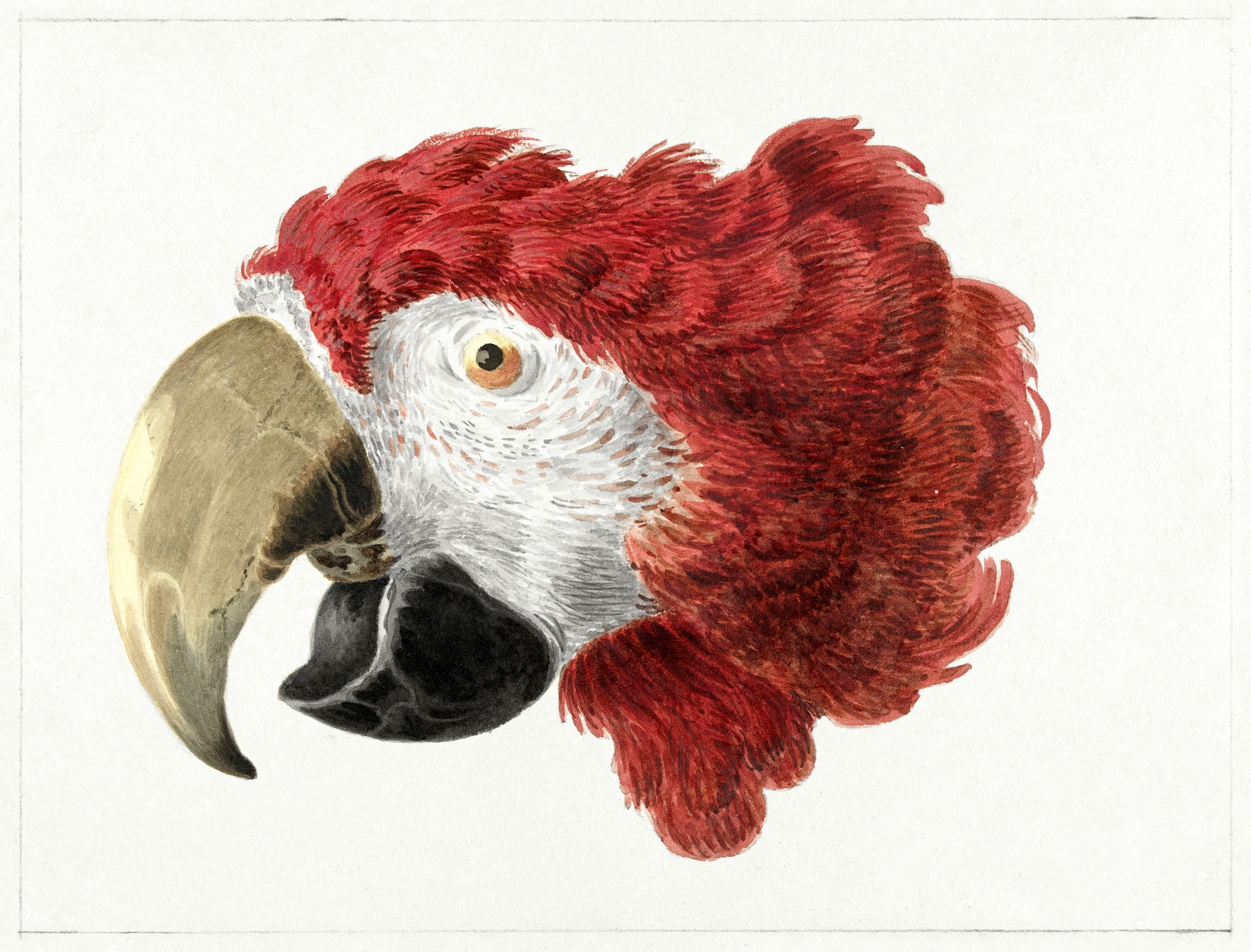 Parrot Bird Vintage Illustration