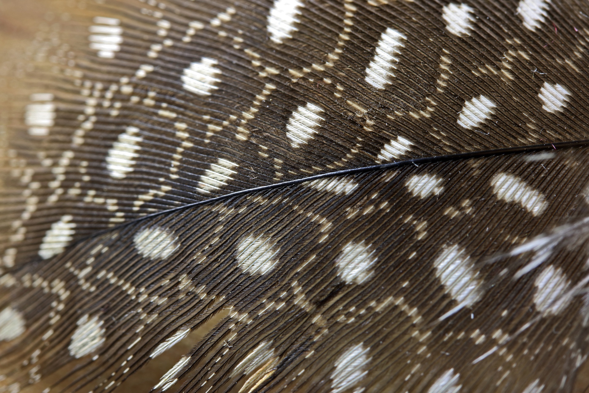 Pattern On Guinea Fowl Feather