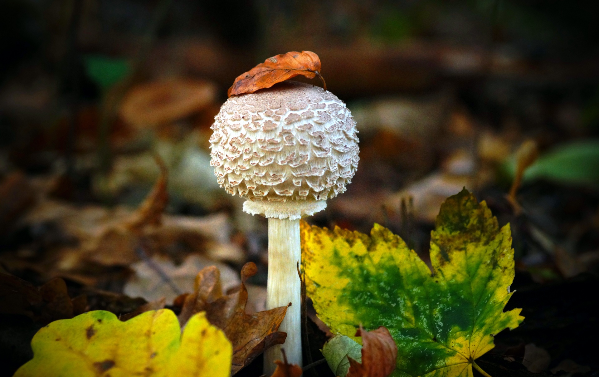 Mushroom Champion Autumn Leaves Fall Nature Macro Photography Close Up Details