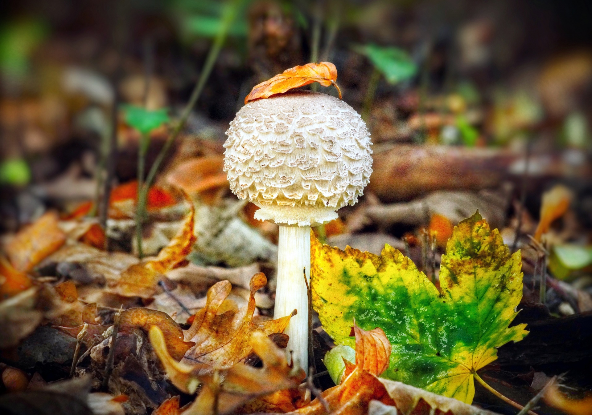 Mushroom Champion Autumn Leaves Fall Nature Macro Photography Close Up Details