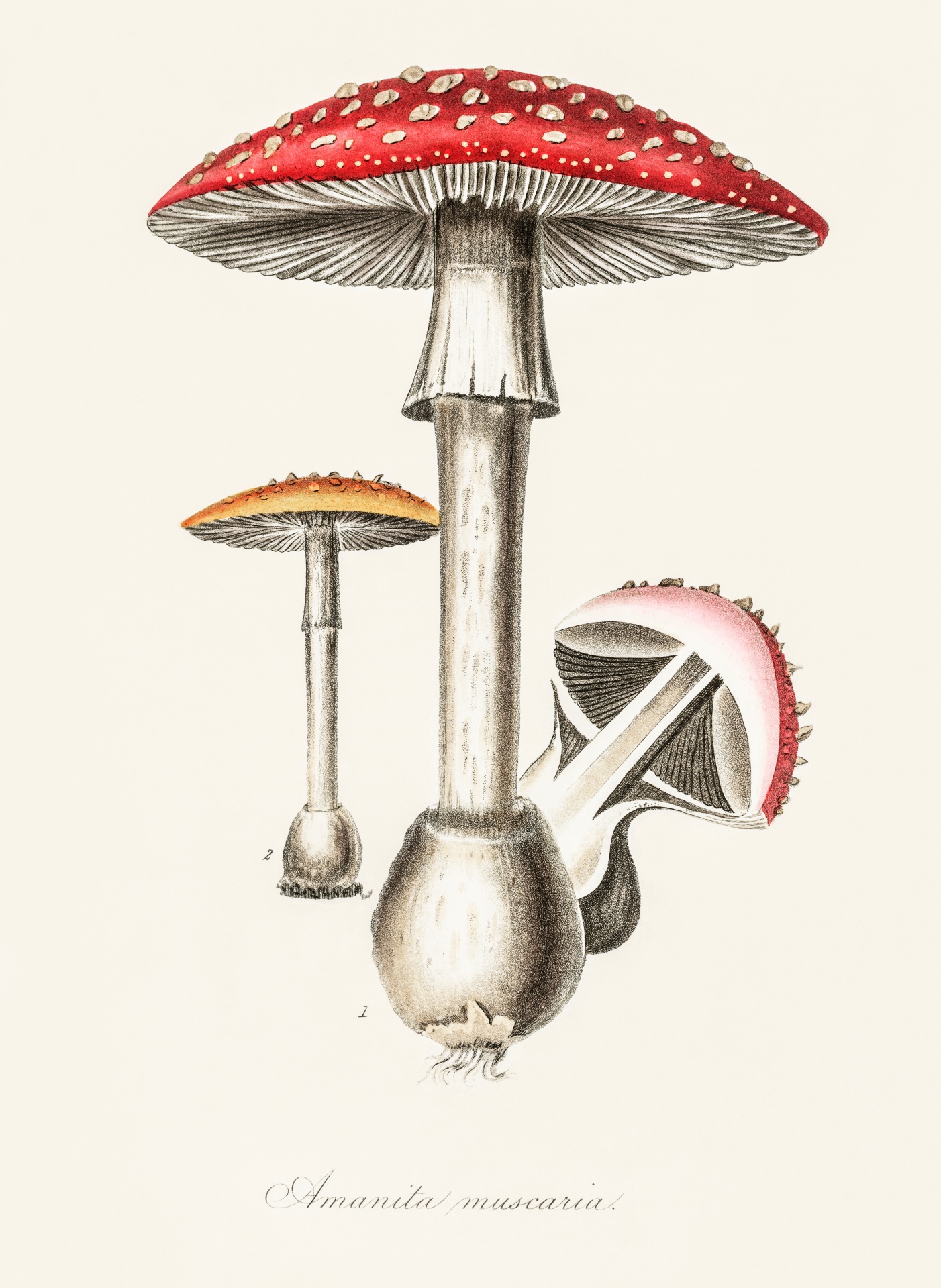 Mushrooms Champions Vintage Illustration Old Antique Art Natural History Drawing Poster Print Public Domain