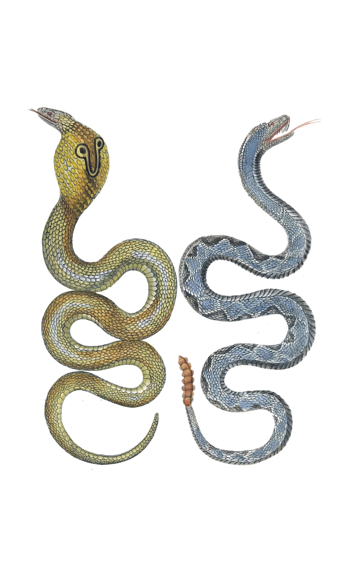 Snake Cobra Rattlesnake