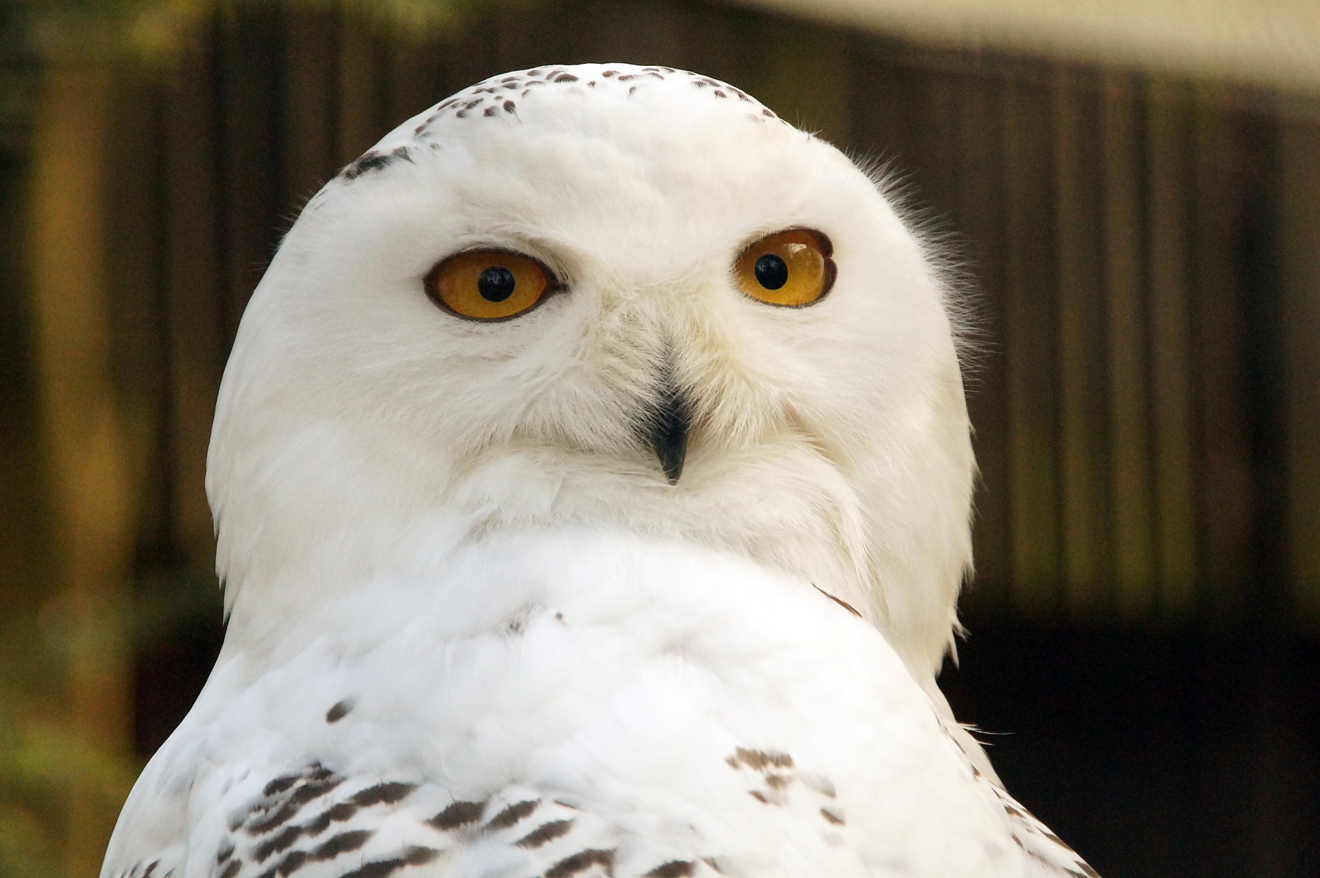 Snowy Owl White Hedwig Snowy Owl Portrait Photography