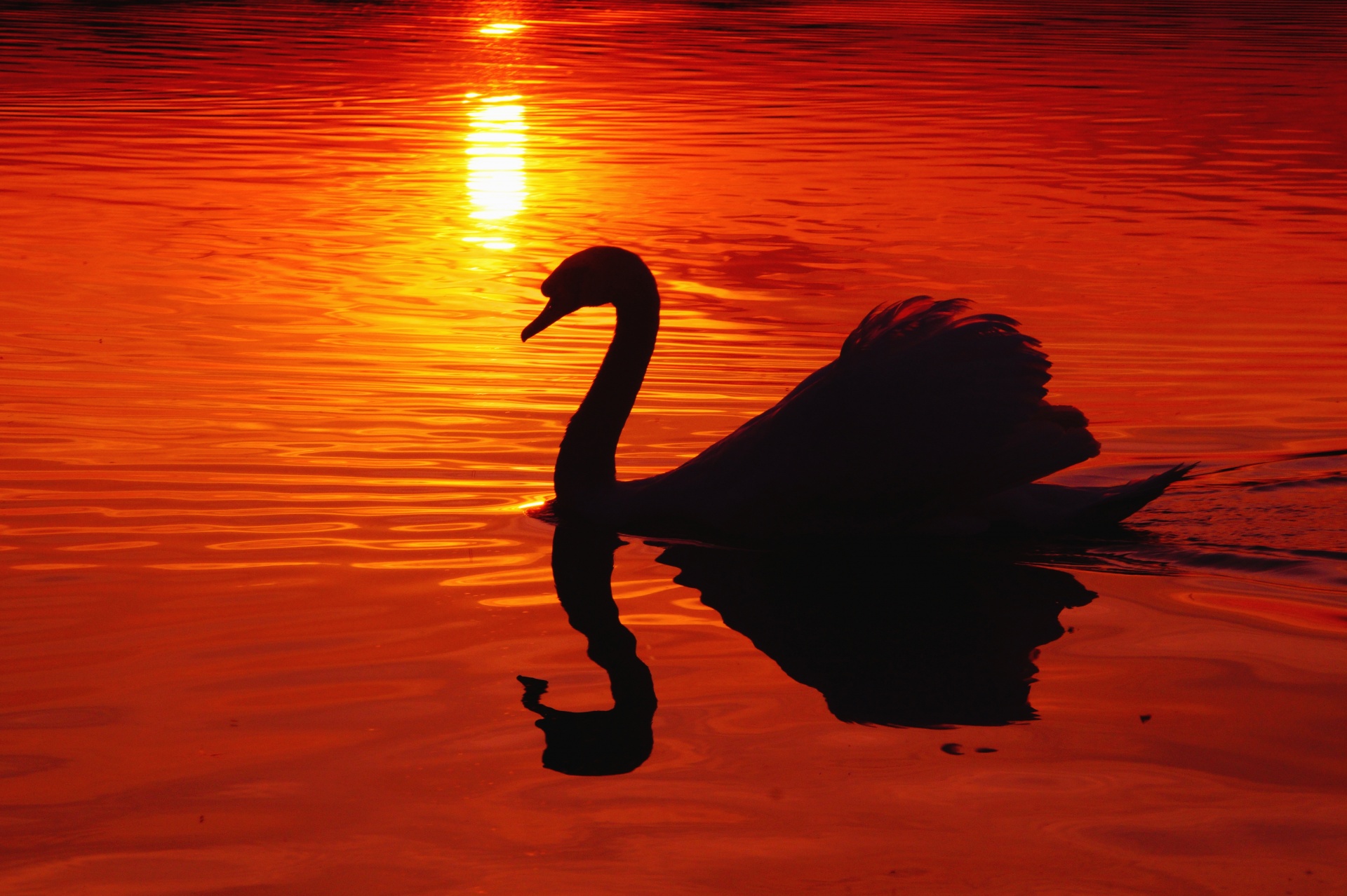 Swan Sunset Silhouette