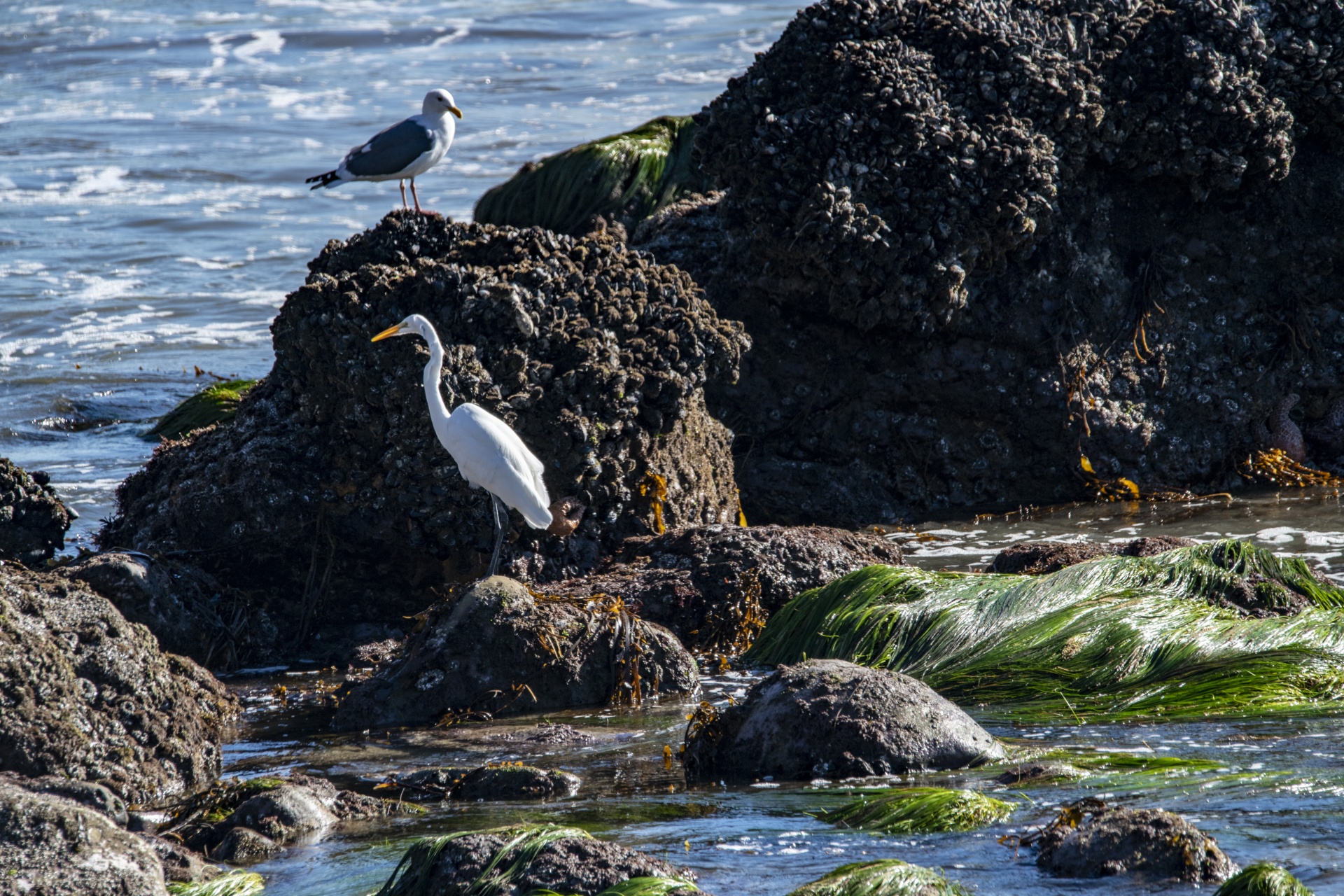 a great white egret and seagull sitting on rocks at low tide