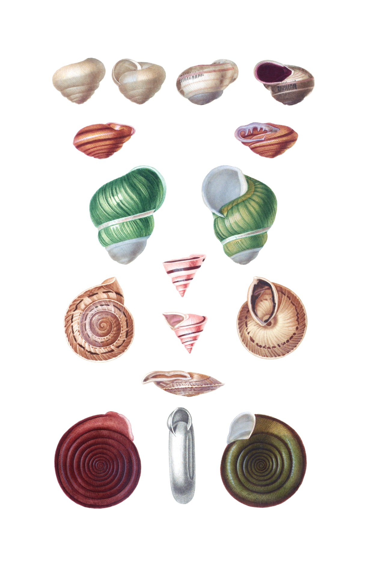 Beautiful colorful and vibrant set of vintage shells, seashell vintage hand painted art, poster, print, wall art on transparent png background