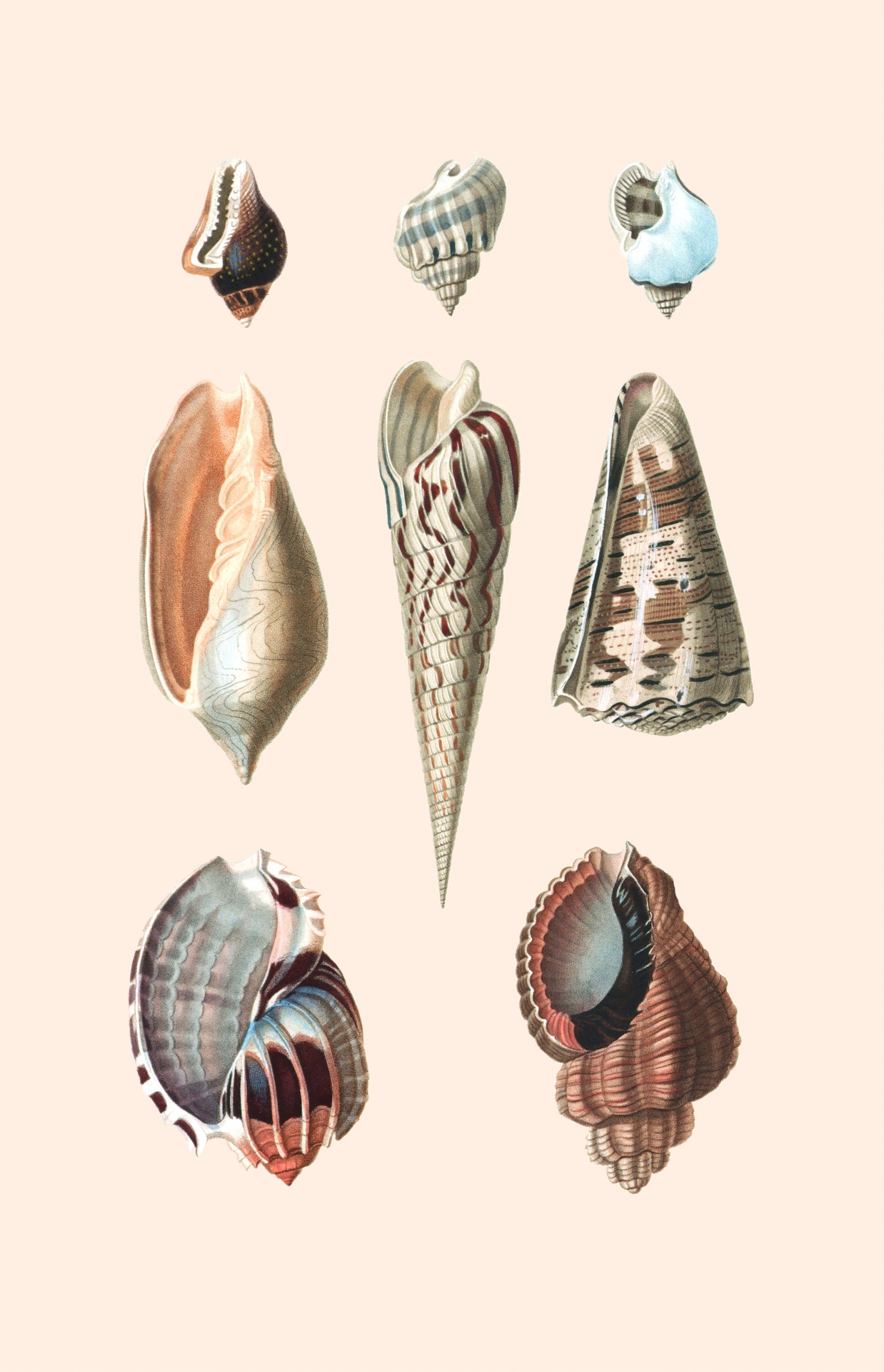 Beautiful colorful and vibrant set of vintage shells, seashell vintage hand painted art, poster, print, wall art