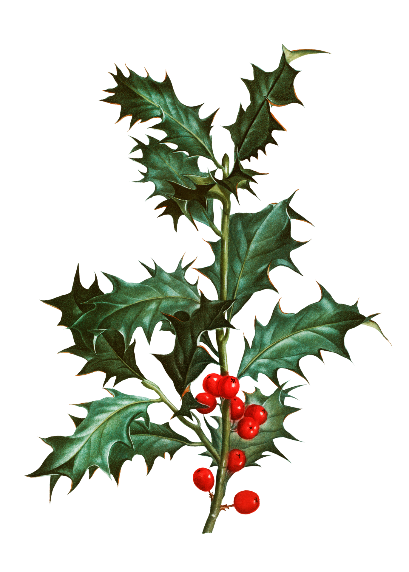 Holly ilex branch foliage leaves plant botanical cut out clipart with transparent background