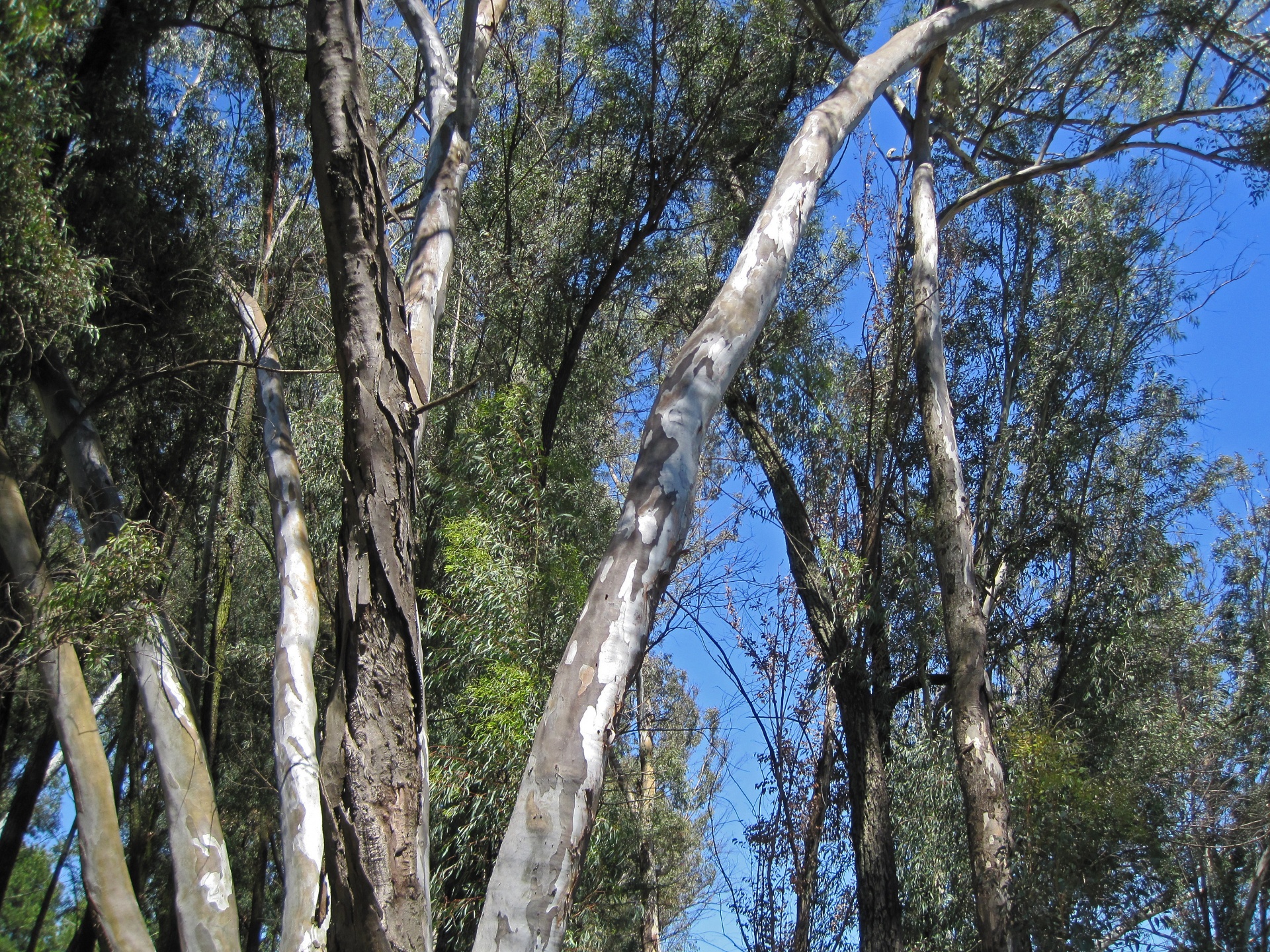 Tall Trees In A Wooded Area