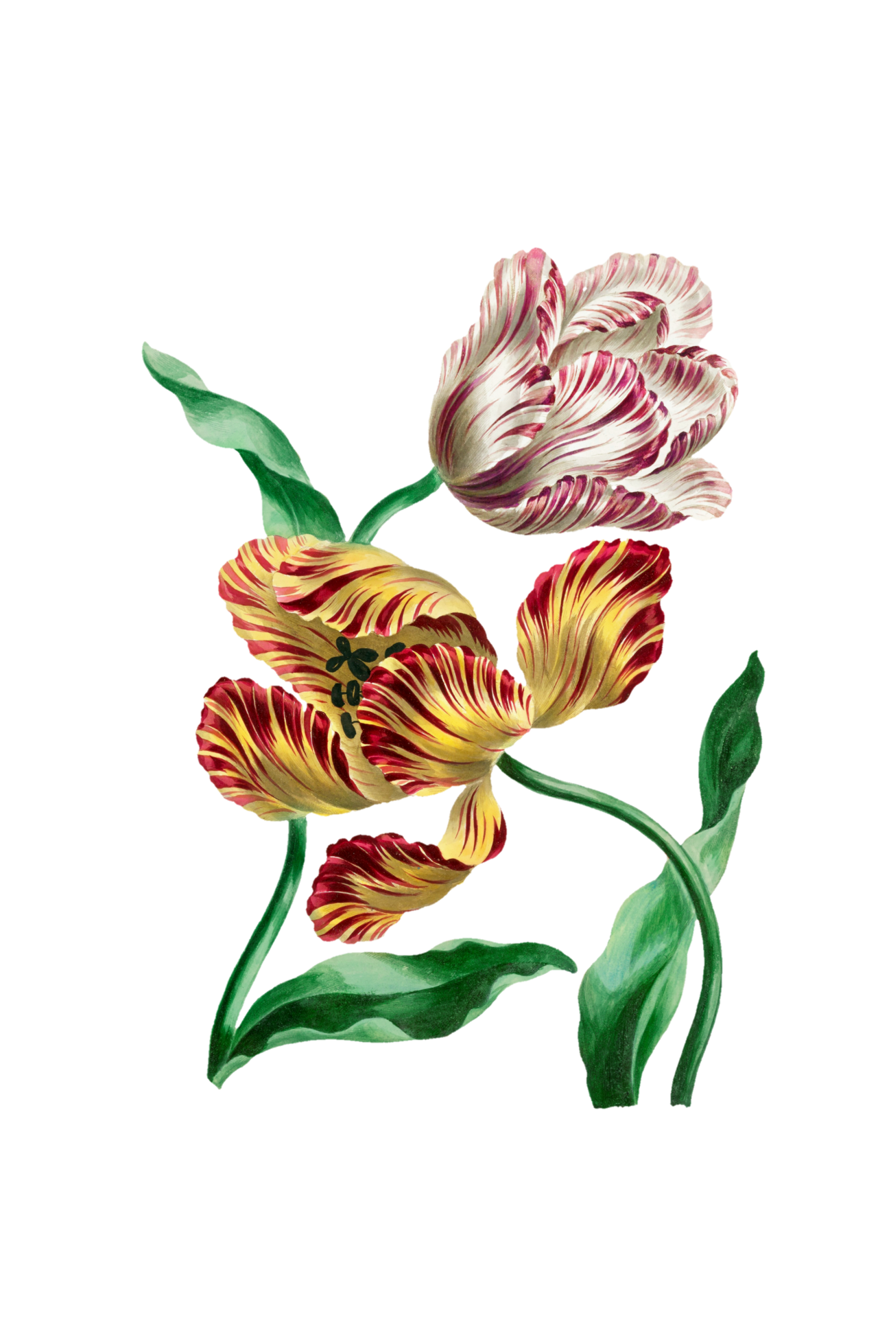 Vintage Floral Clip Art Illustration Free Stock Photo - Public Domain ...