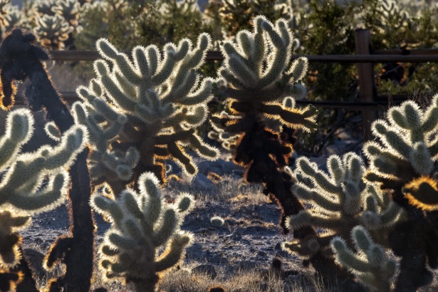 Teddy Bear Cholla kaktusz Szabad kép - Public Domain Pictures