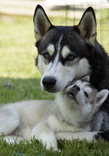 Cachorro de perro husky siberiano Stock de Foto gratis - Public Domain  Pictures