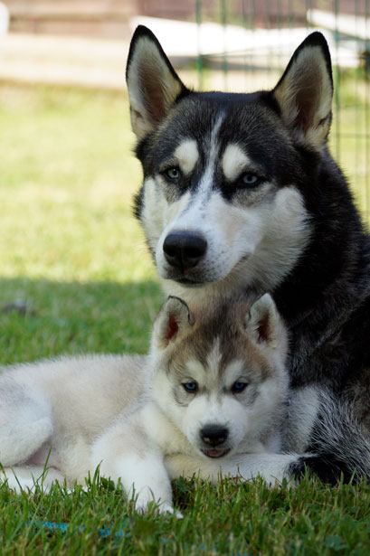Husky Dog Puppy Free Stock Photo - Public Domain Pictures