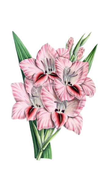 free clipart flower gladiolas
