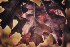 Maple Fall Foliage Leaves