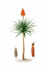 Aloe Plant Vintage Art