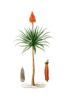 Aloe Plant Vintage Art