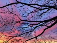 Branches Tree Twigs Sky