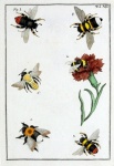 Bees Bumblebee Old Illustration