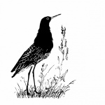 Bird Illustration Clipart