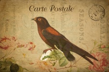 Bird Vintage French Postcard