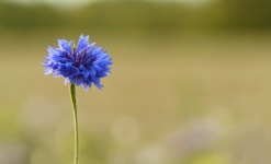 Blue Cornflower Wildflower Blossom