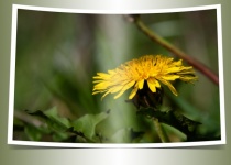 Flower, Dandelion, Background