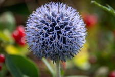 Flower, Prickly Ball Thistle, Flora