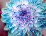 Flower Blossom Dahlia Blue