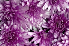 Flowers With Lilac Bloom
