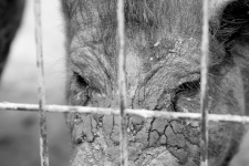 Boar&039;s Face At The Zoo