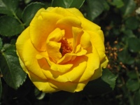 Bright Yellow Open Rose