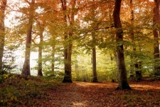 Beech Forest Trees Landscape