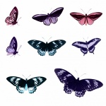 Butterflies Set Colorful Clipart