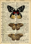 Butterflies Vintage Art Dictionary