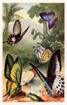 Butterflies Vintage Art Poster