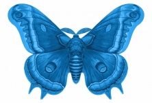 Butterfly Vintage Art