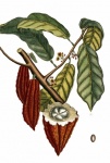 Cacao Vintage Art Illustration